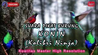 Pikat konin paling ampuh