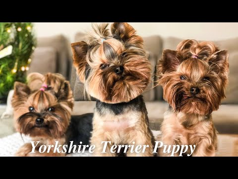 Video: Hoe Kies Je Een Yorkshire Terrier-puppy?