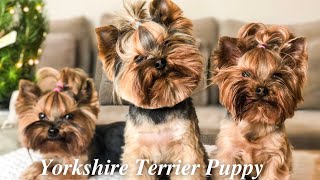 Yorkshire Terrier Puppy | Ten things you should know