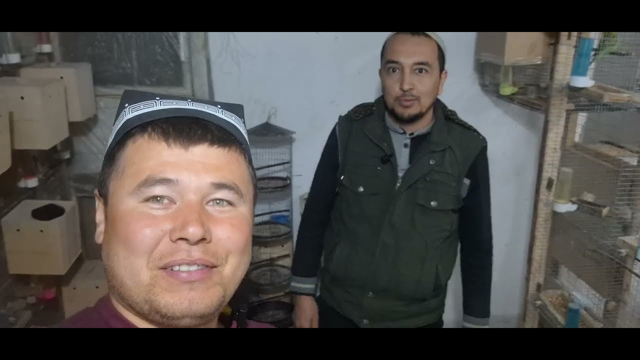 Popugay ko'paytirish uy sharoyitida +998935116161