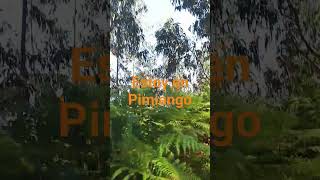 ven a dar un paseo por Pimiango
