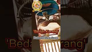 Download Lagu Perkutut Bedah Karang' Lokal Blora Super | Wa.083128406597 | 950 #perkutut #perkututdjawa #shorts MP3