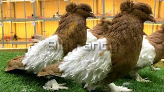 Frillback pigeon & Pigeon Farm | Fancy Pigeon Loft - fancy pigeon breeding pairs