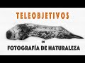 Teleobjetivos en fotografía de Naturaleza