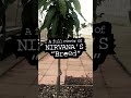 Nirvana - "Breed" (full cover)
