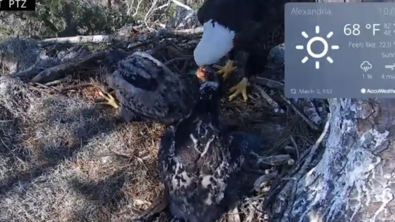 Anna II brings fish, Small eaglet eat most of the fish | Kisatchie National Forest E-1 | Mar 2, 26