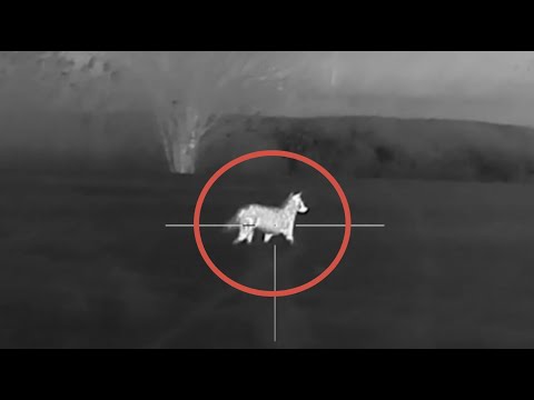 Охота на волка и шакала. Юрий Семенов добывает 18 хищников! Фермеры могут спать спокойно.