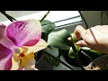 Обзор орхидей фаленопсис. Орхидеи на окне