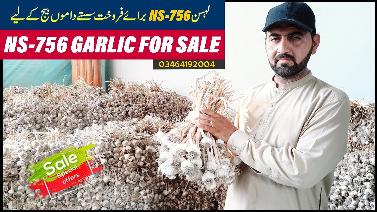 NS 756 Garlic Seed For SALE in Cheap Price Garlic Farming Pakistan