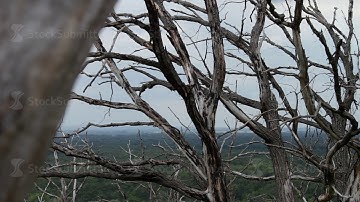 Parallax effect movement of the camera. Dry dead trees in the forest. Ecological catastrophe. The