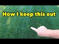 How I Control POA TRIV in my Yard