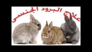 فوائد الجرجير الرهيبه للارانب وزياده الخصوبه عند الذكور