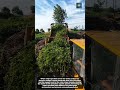 Automatic Waste and Aquatic Plant Collection Vessel