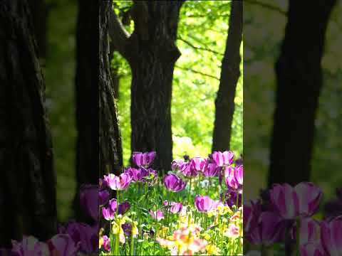 Vertical Natural Video HD - Tulip,  세로 영상 HD - 튤립