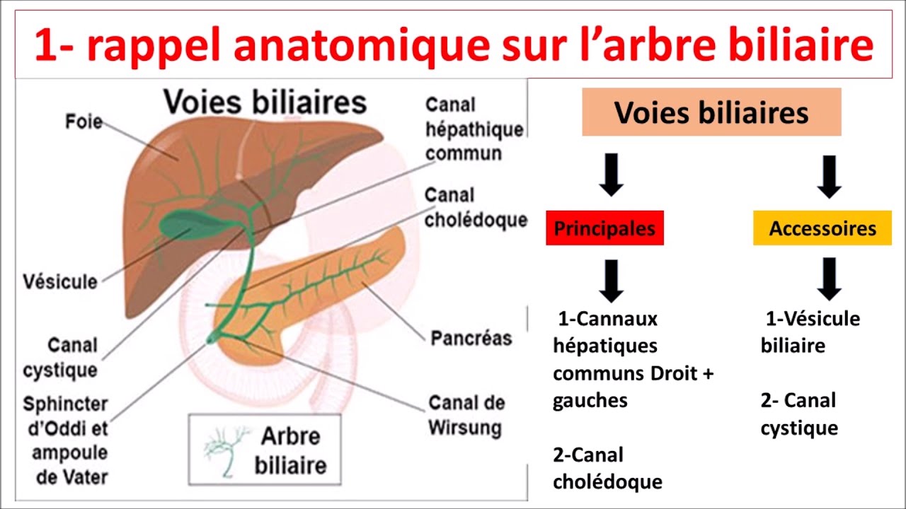 gastroenterologie-anatomie-de-l-arbre-biliaire-youtube