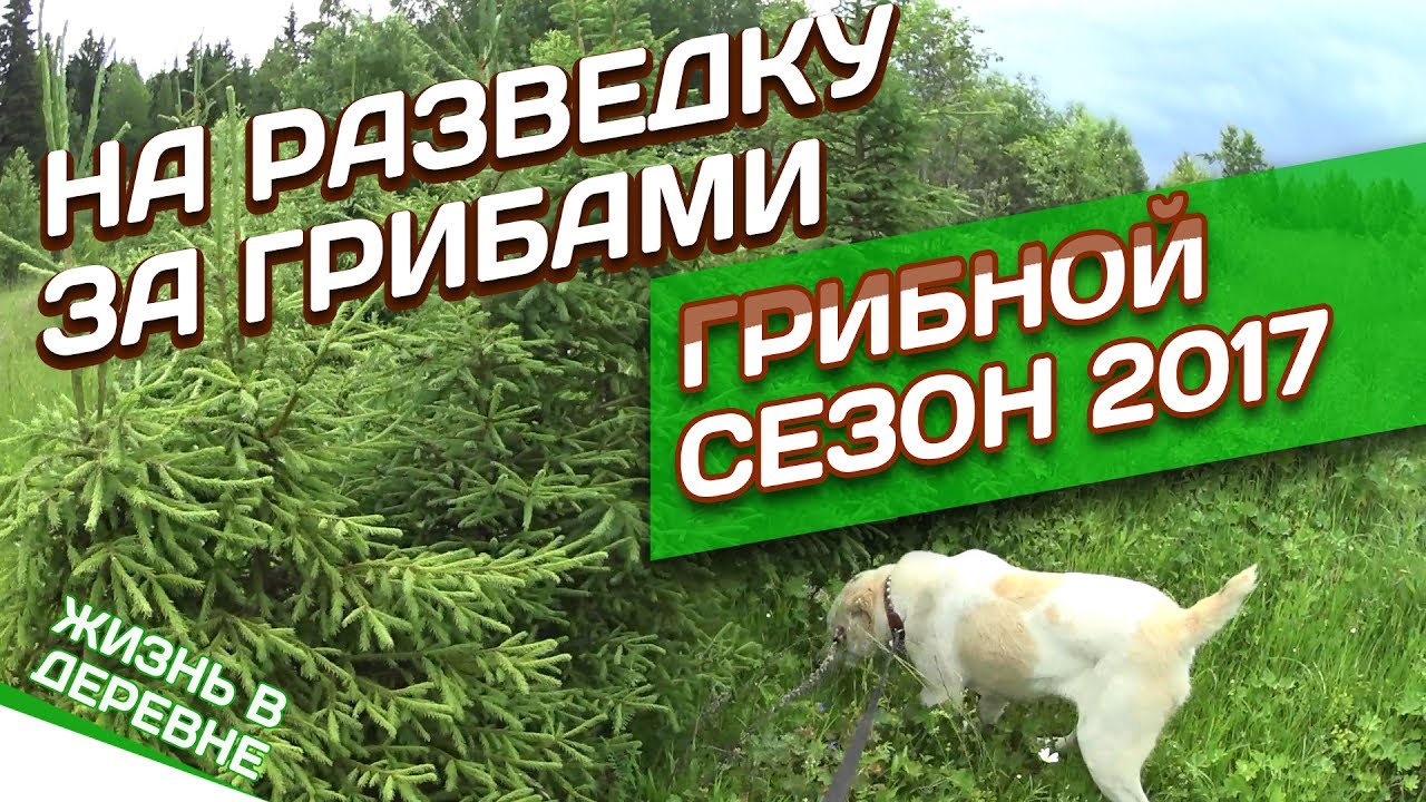 На разведку за грибами Грибной сезон 2017