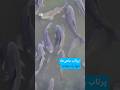 پرتاب ماهیها؛ تنها راه نجات | #دویچه_وله | #shorts