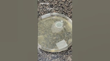 Mold Armor Mold Test Kit | REVIEW