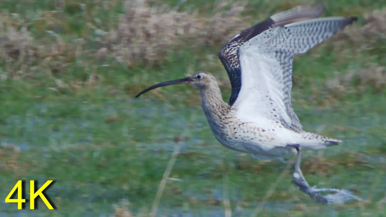 Brachvogel fliegend/ balzend- Curlew flying/ courtship
