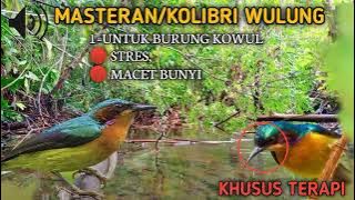 suara terapi burung Kowul alunan gemercik air burung Kolibri‼️