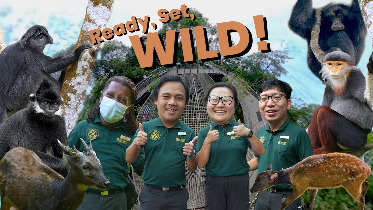 На старт, внимание, дикая природа! Впервые эти виды обитают в Сингапуре!