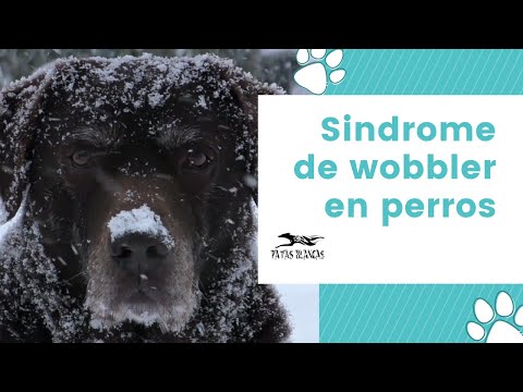 Video: Alivio para una erupción de perro