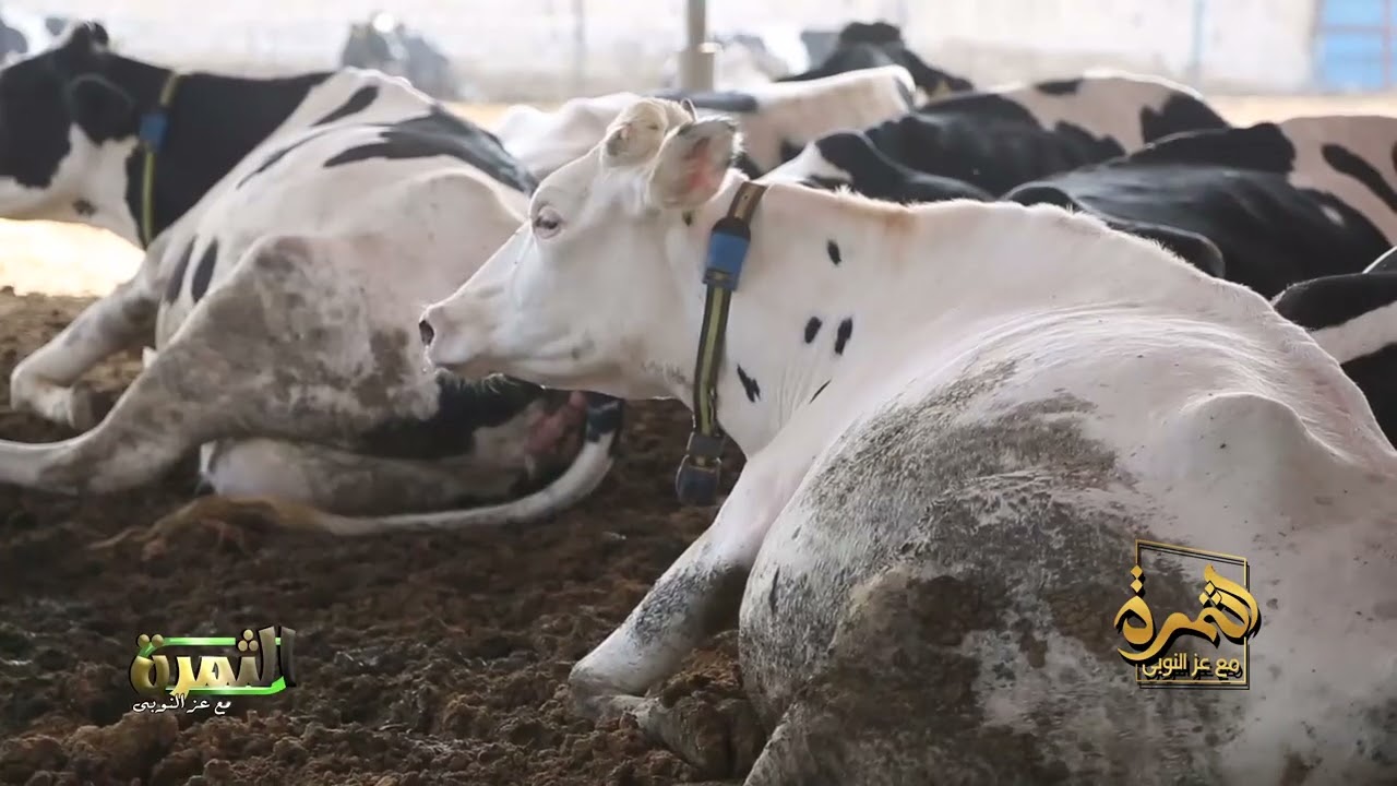 لن يخبرك أحد بهذه النصائح عن تربية المواشي!