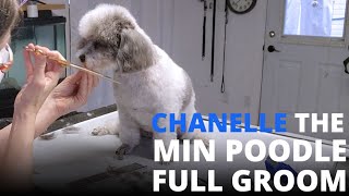 Dog Grooming Miniature Poodle (Chanelle)