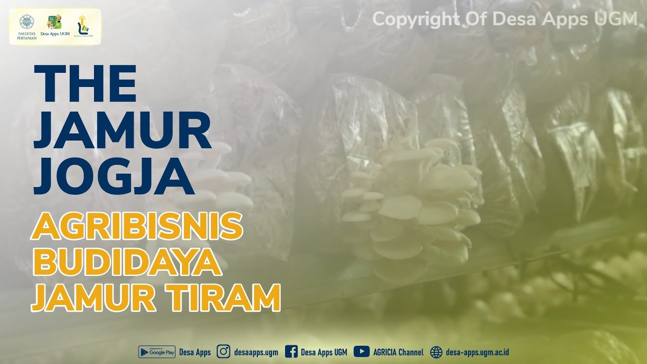 THE JAMUR JOGJA AGRIBISNIS BUDIDAYA JAMUR TIRAM YouTube