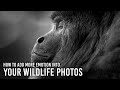 How to Add Emotion Into Your Wildlife Photography: 5 Tips with Kristi Odom