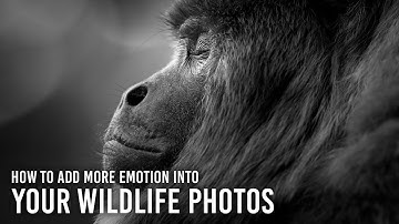 How to Add Emotion Into Your Wildlife Photography: 5 Tips with Kristi Odom