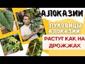 Как вырастить АЛОКАЗИЮ? Показываю от А до Я