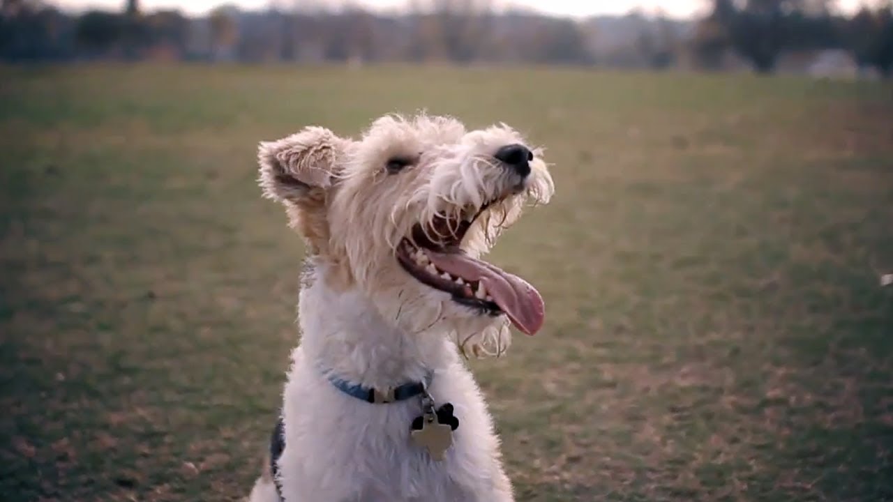 toy wire haired fox terrier