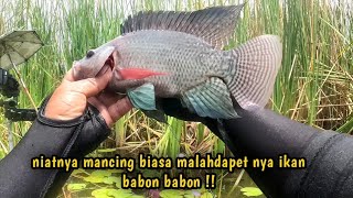 Download Lagu Bukan hoax , !! Saya buktikan sendiri , !! spot ini isinya babon babon semua !! MP3 Download Lagu Bukan hoax , !! Saya buktikan sendiri , !! spot ini isinya babon babon semua !! MP3