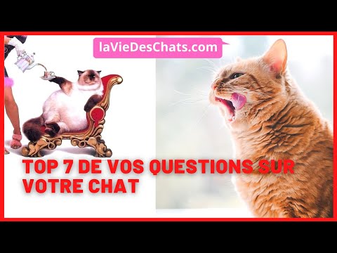 Vidéo: Questions sur la santé des chats