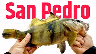 Huge Sand Bass Shore Fishing San Pedro | Secret Fishing Spot in Palos Verdes | Lucky Tides Fishing