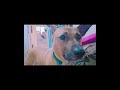 ミッチェルくんと家庭教師で英会話4-2🐕️✍️ #柴犬 #英会話海外留学 #automobile #英会話 #しろうさぎ