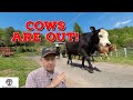 You Won’t BELIEVE Where Our Cows Were!