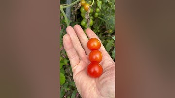 Sweet 100 cherry tomatoes October 17 2025  #gardening #homestead #farming