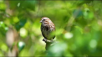 🔴Relaxing Piano with Birds Chirping Nature Sounds | Relaxation, calm, and stress Relief 🔴Relaxing Piano with Birds Chirping Nature Sounds | Relaxation, calm, and stress Relief