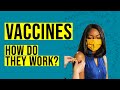 How Do Vaccines Work? How Does our Immune System Work? How Does the Immune System Fight Pathogens?