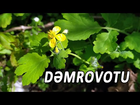 Video: Liverworts Haqqında Faktlar: Qaraciyər Otu nədir və Harada bitir