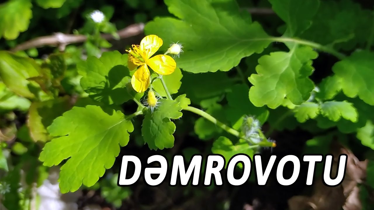 Dəmrovotu (Kırlangıç Otu) bitkisinin faydaları və zərələri - YouTube