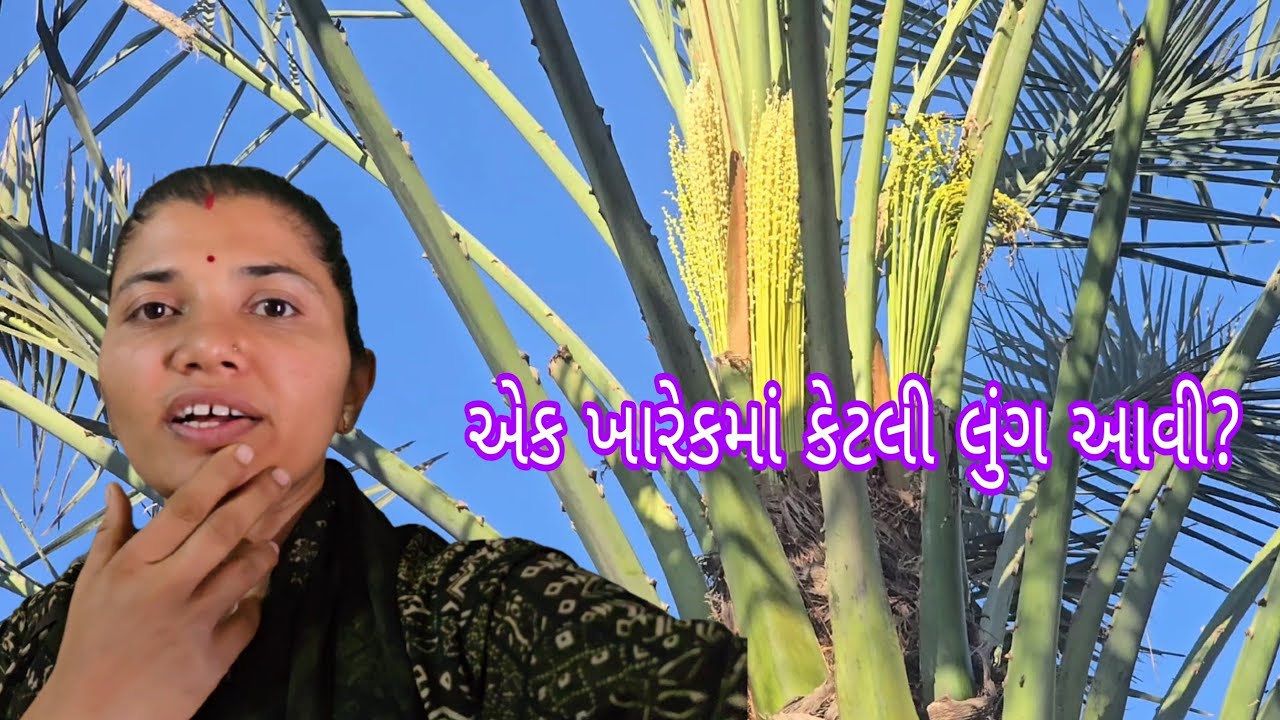 એક ખારેકમાં કેટલી લુંગ આવી?|| બપોરામાં ઘણા દિવસ પછી શું બનું? ||#village #vlog #dailyvlog 