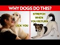 15 Weird Dog Behaviors Explained