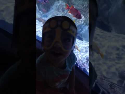 Video: Acvariul Sea Life Arizona din Tempe AZ