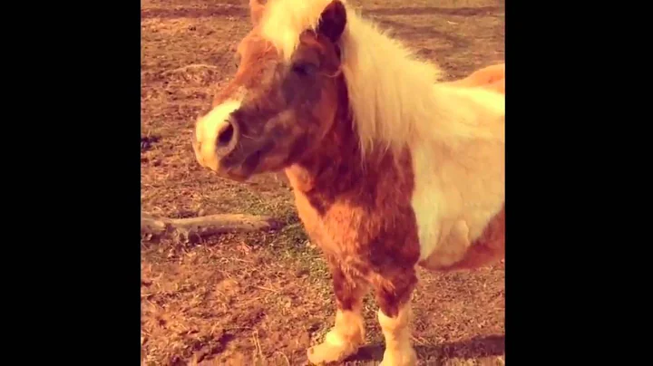 J.G. Wentworth Shot at the Spot - Farm animals