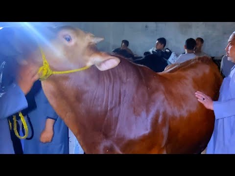 دبابات أضاحي العيد اسعار العجول البقري اللحم سوق دمنهور للموشي اليوم 2025 5 11