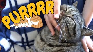 Does Your Cat REALLY Love You? The Secret Reason Cats Sleep On You! / Cat World Academy by Cat World Academy 263 views 1 month ago 8 minutes, 18 seconds