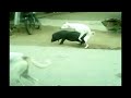 Crazy! Big Dog mating with a Pig on the street (XXX)
